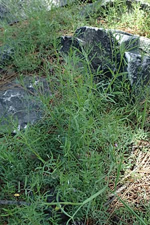 Vicia peregrina \ Fremde Wicke / Wandering Vetch, Kos Asklepion 13.4.2026