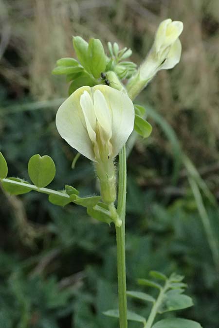 Vicia lutea \ Gelbe Wicke / Yellow Vetch, Kos Psalidi Wetlands 15.4.2026