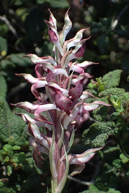 Anacamptis coriophora subsp. fragrans / Fragrant Orchid (Color-Variant), Kos  Kephalos 8.4.2026 