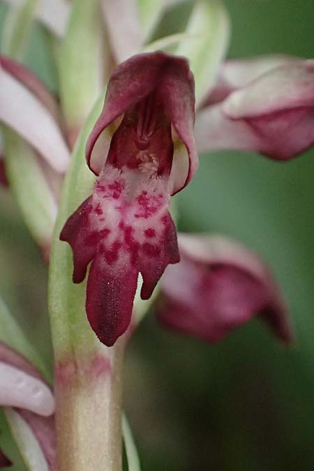 Anacamptis coriophora subsp. fragrans / Fragrant Orchid (Color-Variant), Kos  Psalidi 15.4.2026 
