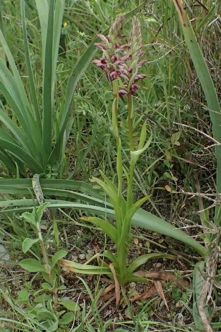 Anacamptis coriophora subsp. fragrans / Fragrant Orchid (Color-Variant), Kos  Psalidi 15.4.2026 