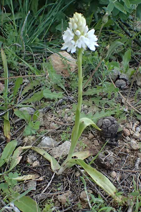 Anacamptis pyramidalis farbvariante_color-variant \ Pyramidenorchis, Hundswurz, Kos  Pyli 12.4.2026 