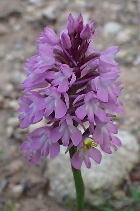 Anacamptis pyramidalis subsp. brachystachys \ Kurz&auml;hrige Pyramidenorchis / Pyramidal Orchid, Kos  Pyli 12.4.2026 