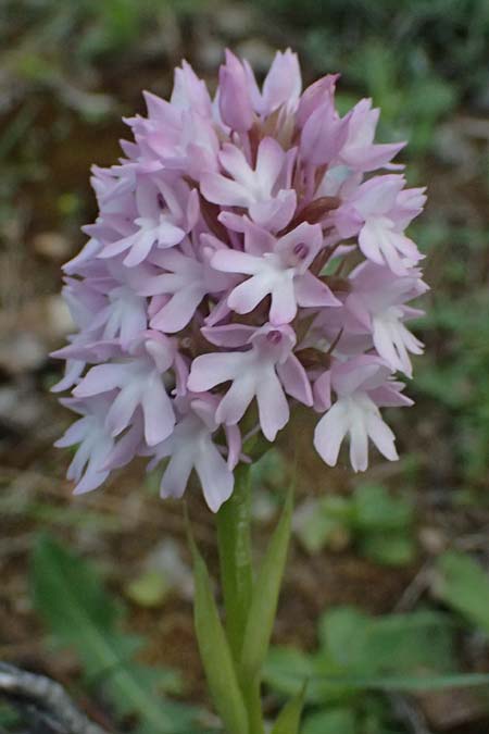 Anacamptis pyramidalis subsp. brachystachys \ Kurz&auml;hrige Pyramidenorchis / Pyramidal Orchid, Kos  Pyli 12.4.2026 