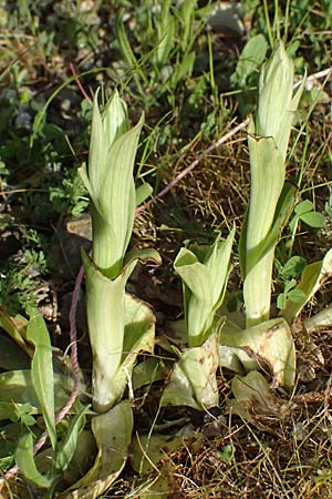 Anacamptis sancta / Holy Orchid, Kos  Asomatos 13.4.2026 