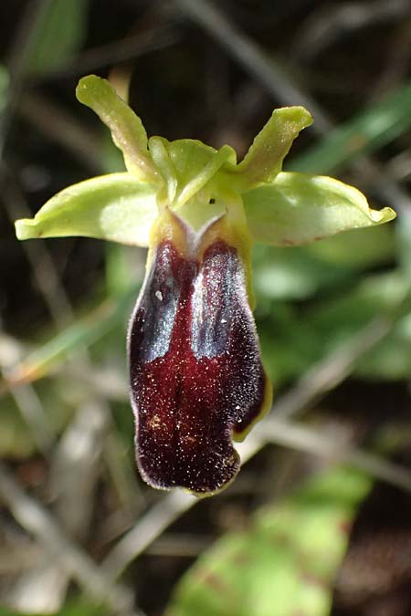 Ophrys cesmeensis / Cesme Orchid, Kos  Asklepion 13.4.2026 
