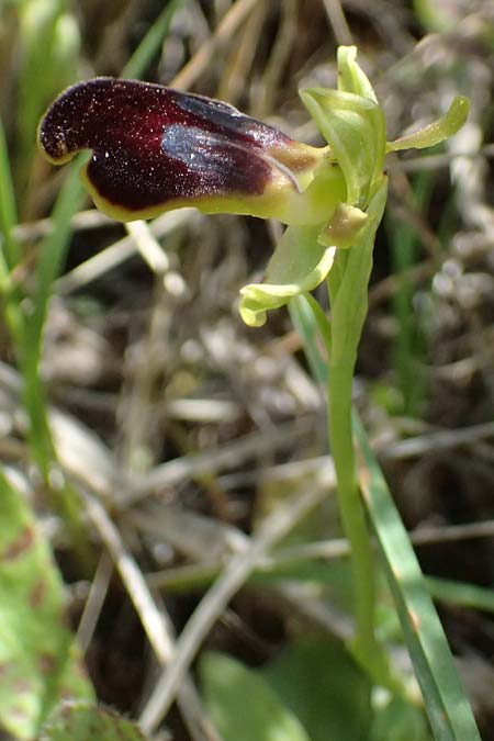 Ophrys cesmeensis / Cesme Orchid, Kos  Asklepion 13.4.2026 