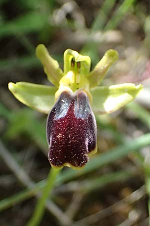 Ophrys cesmeensis / Cesme Orchid, Kos  Asklepion 13.4.2026 