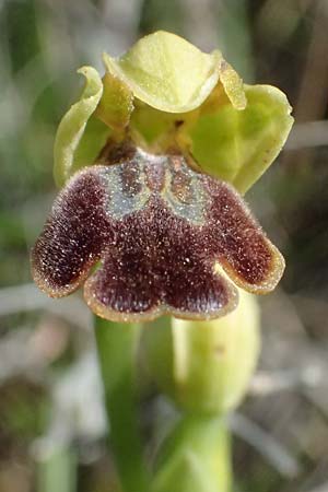 Ophrys cesmeensis / Cesme Orchid, Kos  Asklepion 13.4.2026 