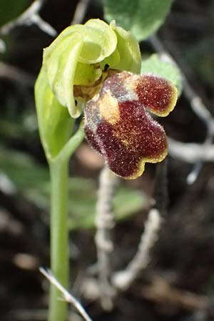 Ophrys cesmeensis / Cesme Orchid, Kos  Asklepion 13.4.2026 