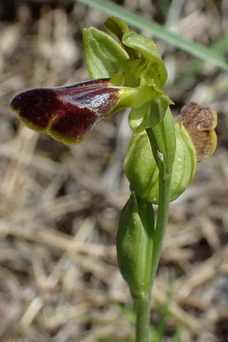 Ophrys cesmeensis / Cesme Orchid, Kos  Asklepion 13.4.2026 