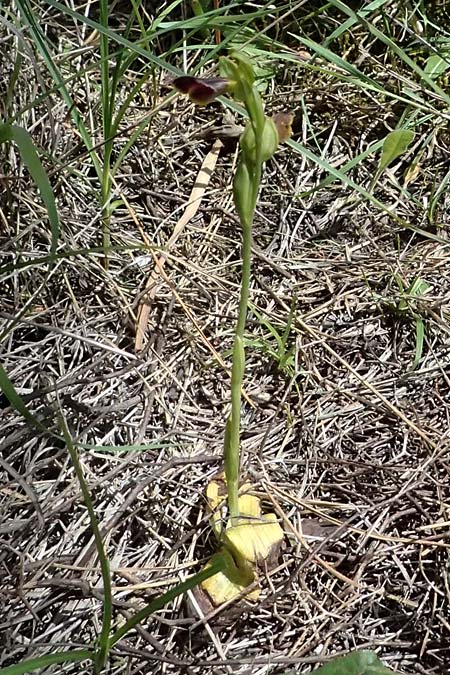 Ophrys cesmeensis / Cesme Orchid, Kos  Asklepion 13.4.2026 