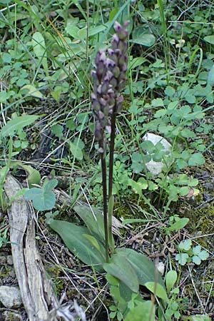 Neotinea maculata \ Keuschorchis, Kos  Zipari 9.4.2026 