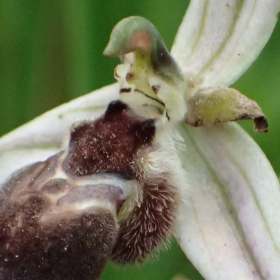 Ophrys spec1 / Orchid, Kos  Psalidi Wetlands 15.4.2026 