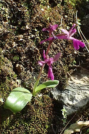 Orchis anatolica \ Anatolisches Knabenkraut / Anatolian Orchid, Kos  Zia 13.4.2026 