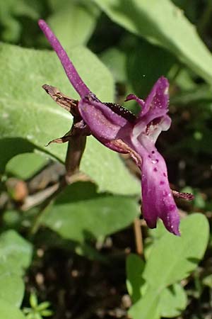 Orchis anatolica \ Anatolisches Knabenkraut / Anatolian Orchid, Kos  Zia 13.4.2026 