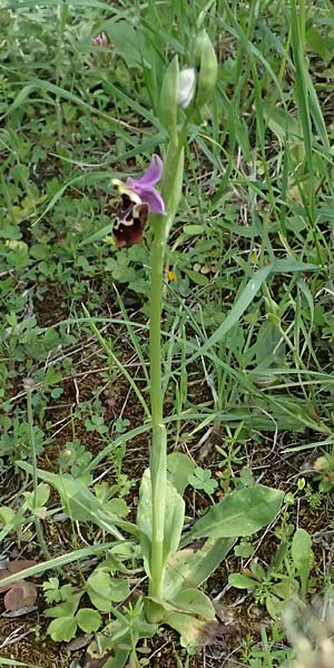Ophrys colossaea \ Hummel-Ragwurz, Kos  Pyli 12.4.2026 