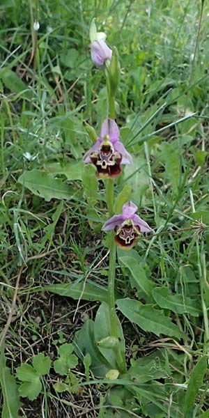 Ophrys colossaea \ Hummel-Ragwurz, Kos  Pyli 12.4.2026 