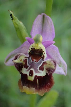 Ophrys colossaea \ Hummel-Ragwurz, Kos  Pyli 12.4.2026 