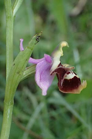 Ophrys colossaea \ Hummel-Ragwurz, Kos  Pyli 12.4.2026 