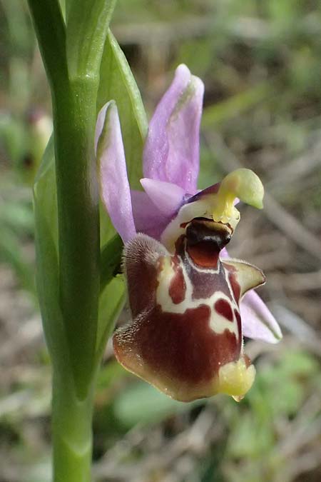 Ophrys colossaea \ Hummel-Ragwurz, Kos  Pyli 12.4.2026 