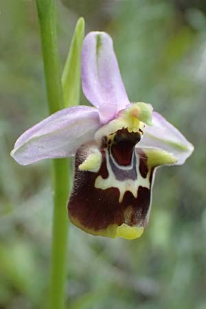 Ophrys colossaea \ Hummel-Ragwurz, Kos  Pyli 12.4.2026 