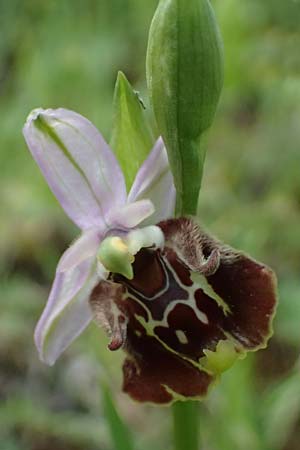 Ophrys colossaea \ Hummel-Ragwurz, Kos  Pyli 12.4.2026 