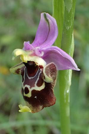 Ophrys colossaea \ Hummel-Ragwurz, Kos  Pyli 12.4.2026 