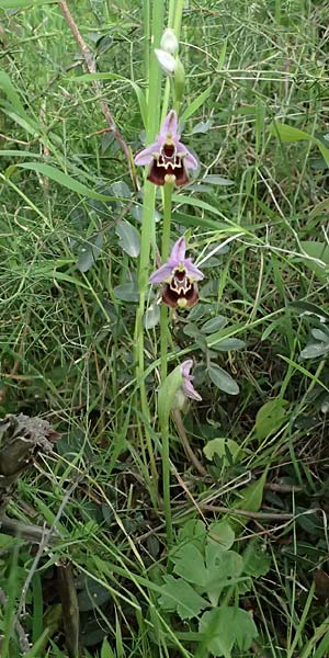 Ophrys colossaea \ Hummel-Ragwurz, Kos  Pyli 12.4.2026 
