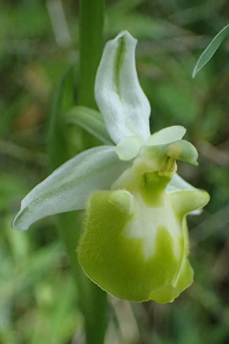 Ophrys colossaea farbvariante_color-variant \ Hummel-Ragwurz / Late Spider Orchid, Kos  Pyli 12.4.2026 
