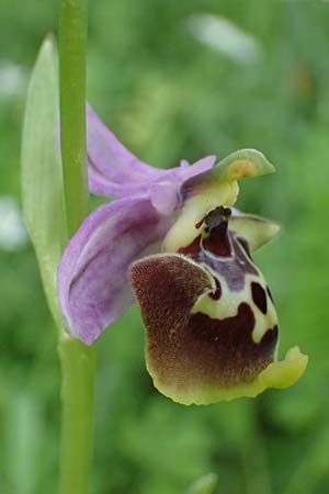 Ophrys colossaea \ Hummel-Ragwurz, Kos  Pyli 12.4.2026 