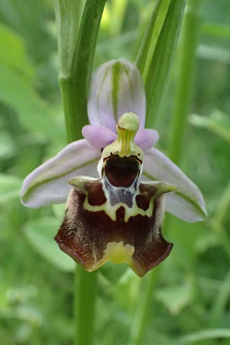 Ophrys colossaea \ Hummel-Ragwurz, Kos  Pyli 12.4.2026 