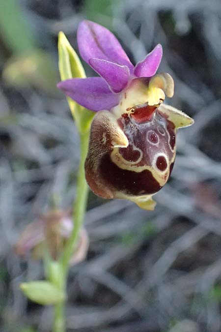 Ophrys ethemeae / Ethemee's Bee Orchid, Kos  Kephalos 8.4.2026 
