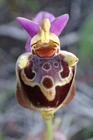 Ophrys ethemeae / Ethemee's Bee Orchid, Kos  Kephalos 8.4.2026 