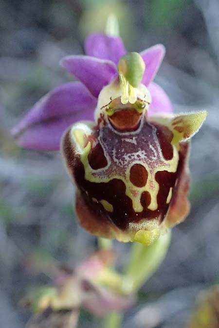 Ophrys ethemeae / Ethemee's Bee Orchid, Kos  Kephalos 8.4.2026 
