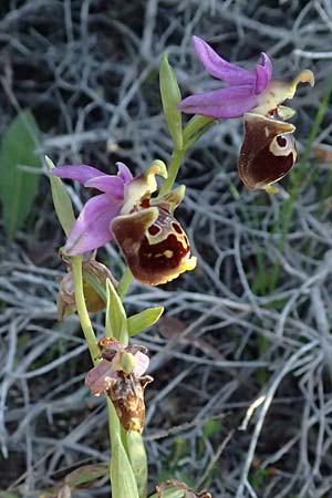 Ophrys ethemeae / Ethemee's Bee Orchid, Kos  Kephalos 8.4.2026 