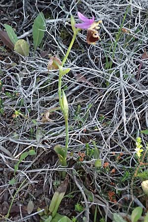Ophrys ethemeae / Ethemee's Bee Orchid, Kos  Kephalos 8.4.2026 