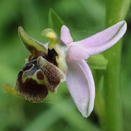 Ophrys ethemeae \ Ethemees Ragwurz, Kos  Zipari 9.4.2026 