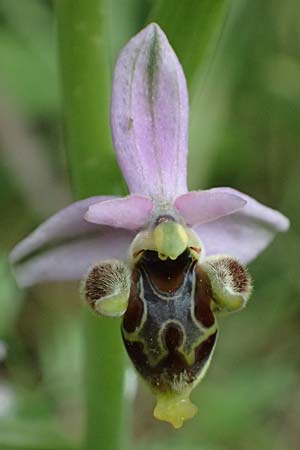 Ophrys ethemeae \ Ethemees Ragwurz, Kos  Zipari 9.4.2026 