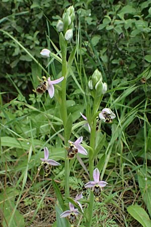 Ophrys ethemeae \ Ethemees Ragwurz, Kos  Zipari 9.4.2026 