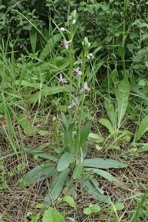 Ophrys ethemeae \ Ethemees Ragwurz, Kos  Zipari 9.4.2026 