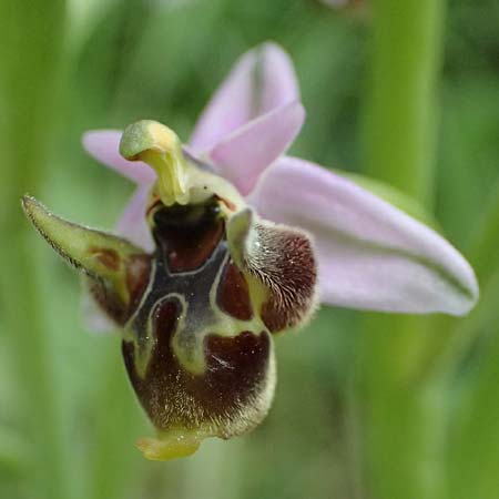 Ophrys ethemeae \ Ethemees Ragwurz, Kos  Zipari 9.4.2026 