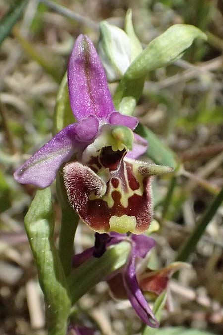 Ophrys ellinicaea \ Ellinika-Ragwurz / Ellinika Bee Orchid, Kos  Paradise Beach 12.4.2026 