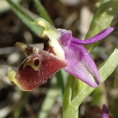 Ophrys ellinicaea \ Ellinika-Ragwurz / Ellinika Bee Orchid, Kos  Paradise Beach 12.4.2026 