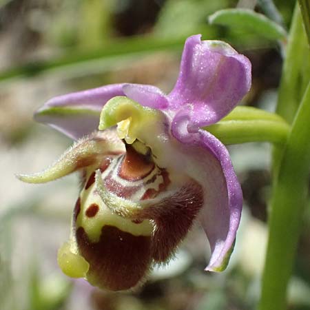 Ophrys ellinicaea \ Ellinika-Ragwurz / Ellinika Bee Orchid, Kos  Paradise Beach 12.4.2026 