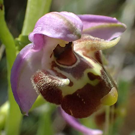 Ophrys ellinicaea \ Ellinika-Ragwurz / Ellinika Bee Orchid, Kos  Paradise Beach 12.4.2026 