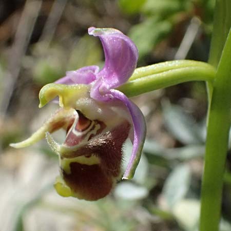 Ophrys ellinicaea \ Ellinika-Ragwurz / Ellinika Bee Orchid, Kos  Paradise Beach 12.4.2026 