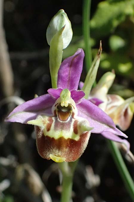 Ophrys ellinicaea \ Ellinika-Ragwurz / Ellinika Bee Orchid, Kos  Paradise Beach 12.4.2026 