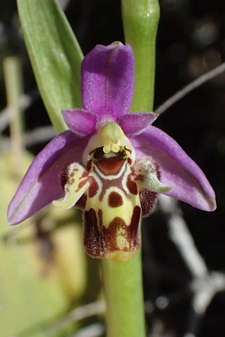 Ophrys ellinicaea \ Ellinika-Ragwurz / Ellinika Bee Orchid, Kos  Paradise Beach 12.4.2026 