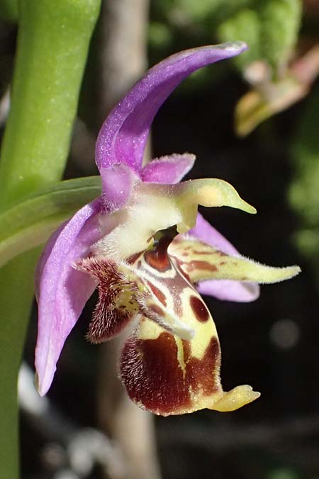 Ophrys ellinicaea \ Ellinika-Ragwurz / Ellinika Bee Orchid, Kos  Paradise Beach 12.4.2026 
